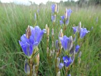 Gentiana pneumonanthe 34, Klokjesgentiaan, Saxifraga-Mark Zekhuis