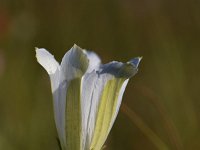 Gentiana pneumonanthe 42, Klokjesgentiaan, Saxifraga-Luuk Vermeer