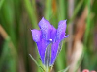 Gentiana pneumonanthe 46, Klokjesgentiaan, Saxifraga-Bart Vastenhouw