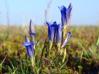 Gentiana pneumonanthe 48, Klokjesgentiaan, Saxifraga-Hans Dekker