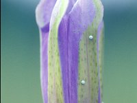 Gentiana pneumonanthe 5, Klokjesgentiaan, Saxifraga-Jan Nijendijk