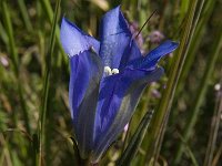 Gentiana pneumonanthe 50, Klokjesgentiaan, Saxifraga-Jan van der Straaten