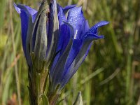 Gentiana pneumonanthe 51, Klokjesgentiaan, Saxifraga-Jan van der Straaten