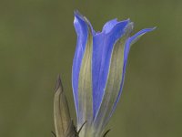 Gentiana pneumonanthe 52, Klokjesgentiaan, Saxifraga-Willem van Kruijsbergen