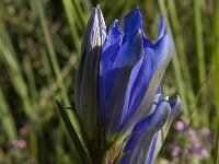 Gentiana pneumonanthe 54, Klokjesgentiaan, Saxifraga-Jan van der Straaten