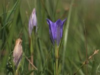 Gentiana pneumonanthe 6, Klokjesgentiaan, Saxifraga-Luc Hoogenstein