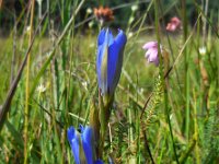 Gentiana pneumonanthe 60, Klokjesgentiaan, Saxifraga-Ed Stikvoort