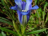 Gentiana pneumonanthe 63, Klokjesgentiaan, Saxifraga-Ed Stikvoort