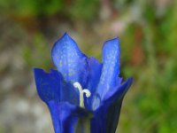 Gentiana pneumonanthe 65, Klokjesgentiaan, Saxifraga-Ed Stikvoort