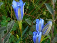 Gentiana pneumonanthe 68, Klokjesgentiaan, Saxifraga-Ed Stikvoort