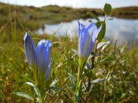 Gentiana pneumonanthe 69, Klokjesgentiaan, Saxifraga-Ed Stikvoort