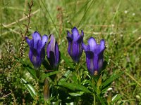 Gentiana pneumonanthe 7, Klokjesgentiaan, Saxifraga-Dirk Hilbers