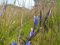 Gentiana pneumonanthe 71, Klokjesgentiaan, Saxifraga-Rutger Barendse