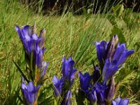 Gentiana pneumonanthe 75, Klokjesgentiaan, Saxifraga-Ed Stikvoort