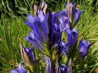 Gentiana pneumonanthe 76, Klokjesgentiaan, Saxifraga-Ed Stikvoort