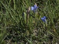 Gentiana pneumonanthe 8, Klokjesgentiaan, Saxifraga-Willem van Kruijsbergen