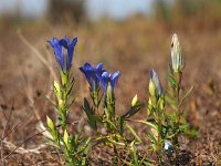 Gentiana pneumonanthe 83, Klokjesgentiaan, Saxifraga-Hans Dekker