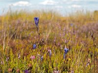 Gentiana pneumonanthe 85, Klokjesgentiaan, Saxifraga-Hans Dekker