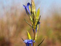 Gentiana pneumonanthe 87, Klokjesgentiaan, Saxifraga-Hans Dekker