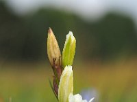 Gentiana pneumonanthe 89, Klokjesgentiaan, Saxifraga-Hans Dekker