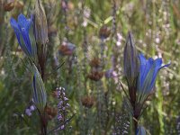 Gentiana pneumonanthe 9, Klokjesgentiaan, Saxifraga-Willem van Kruijsbergen