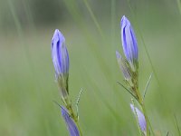 Gentiana pneumonanthe 94, Klokjesgentiaan, Saxifraga-Luuk Vermeer