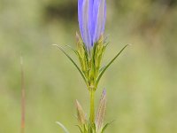 Gentiana pneumonanthe 95, Klokjesgentiaan, Saxifraga-Luuk Vermeer