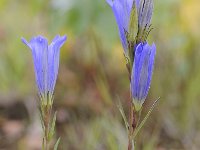 Gentiana pneumonanthe 96, Klokjesgentiaan, Saxifraga-Luuk Vermeer