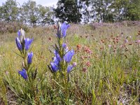 Gentiana pneumonanthe 99, Klokjesgentiaan, Saxifraga-Luuk Vermeer