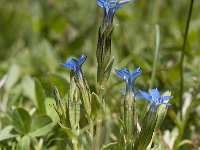 Gentiana pumilla