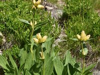 Gentiana punctata 22, Saxifraga-Harry Jans  Gentiana punctata