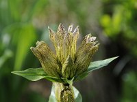 Gentiana punctata 29, Saxifraga-Luuk Vermeer