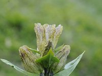 Gentiana punctata 30, Saxifraga-Luuk Vermeer