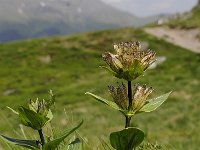 Gentiana punctata 32, Saxifraga-Luuk Vermeer