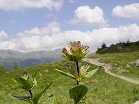 Gentiana punctata 34, Saxifraga-Luuk Vermeer