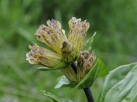 Gentiana punctata 37, Saxifraga-Luuk Vermeer