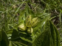 Gentiana punctata 4, Saxifraga-Willem van Kruijsbergen