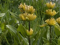 Gentiana punctata 5, Saxifraga-Jan van der Straaten