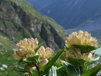 Gentiana punctata 6, Saxifraga-Jeroen Willemsen