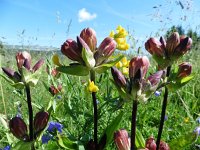 Gentiana purpurea 11, Saxifraga-Simone van Velzen