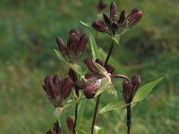 Gentiana purpurea 14, Saxifraga-Ja van der Straaten