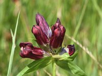 Gentiana purpurea 15, Saxifraga-Sonja Bouwman  Purpergentiaan - Gentiana purpurea - Gentianaceae familie