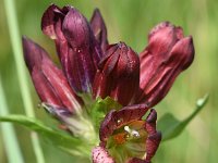 Gentiana purpurea 16, Saxifraga-Sonja Bouwman  Purpergentiaan - Gentiana purpurea - Gentianaceae familie; Veysonnaz (Zw)