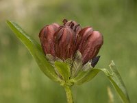 Gentiana purpurea 3, Saxifraga-Willem van Kruijsbergen