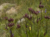 Gentiana purpurea 6, Saxifraga-Willem van Kruijsbergen