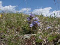 Gentiana ramosa 18, Saxifraga-Luuk Vermeer