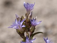 Gentiana ramosa 19, Saxifraga-Luuk Vermeer