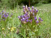 Gentiana ramosa 22, Saxifraga-Luuk Vermeer