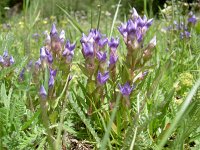 Gentiana ramosa 23, Saxifraga-Luuk Vermeer