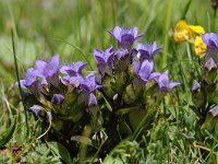 Gentiana ramosa 24, Saxifraga-Luuk Vermeer